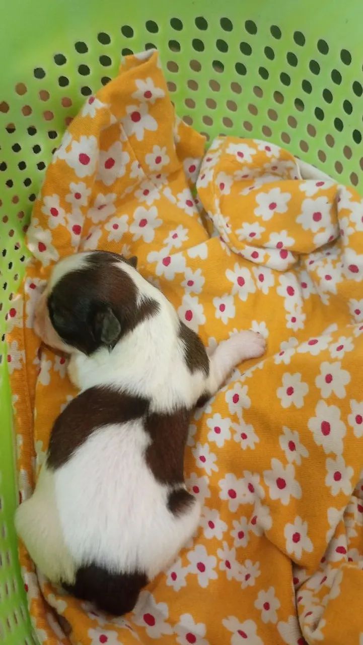 Shih tzu - Foto 2