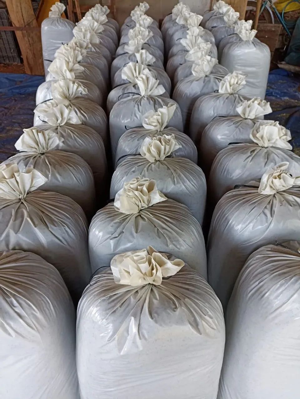 Silagem de sorgo ensacada