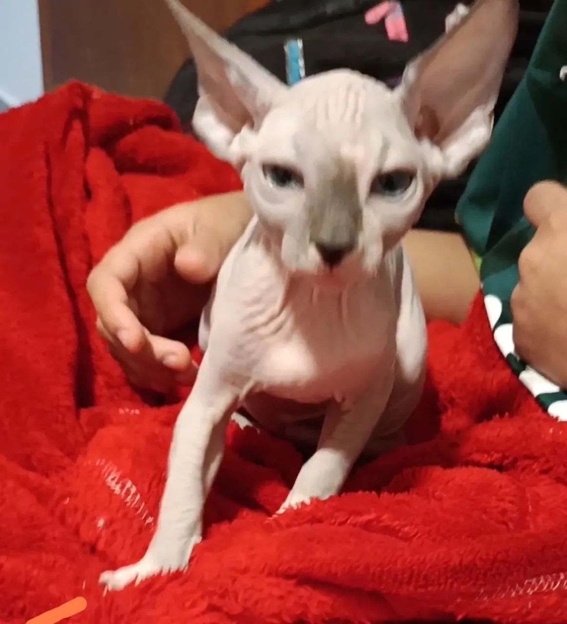 Gato sem pelo - Foto 2