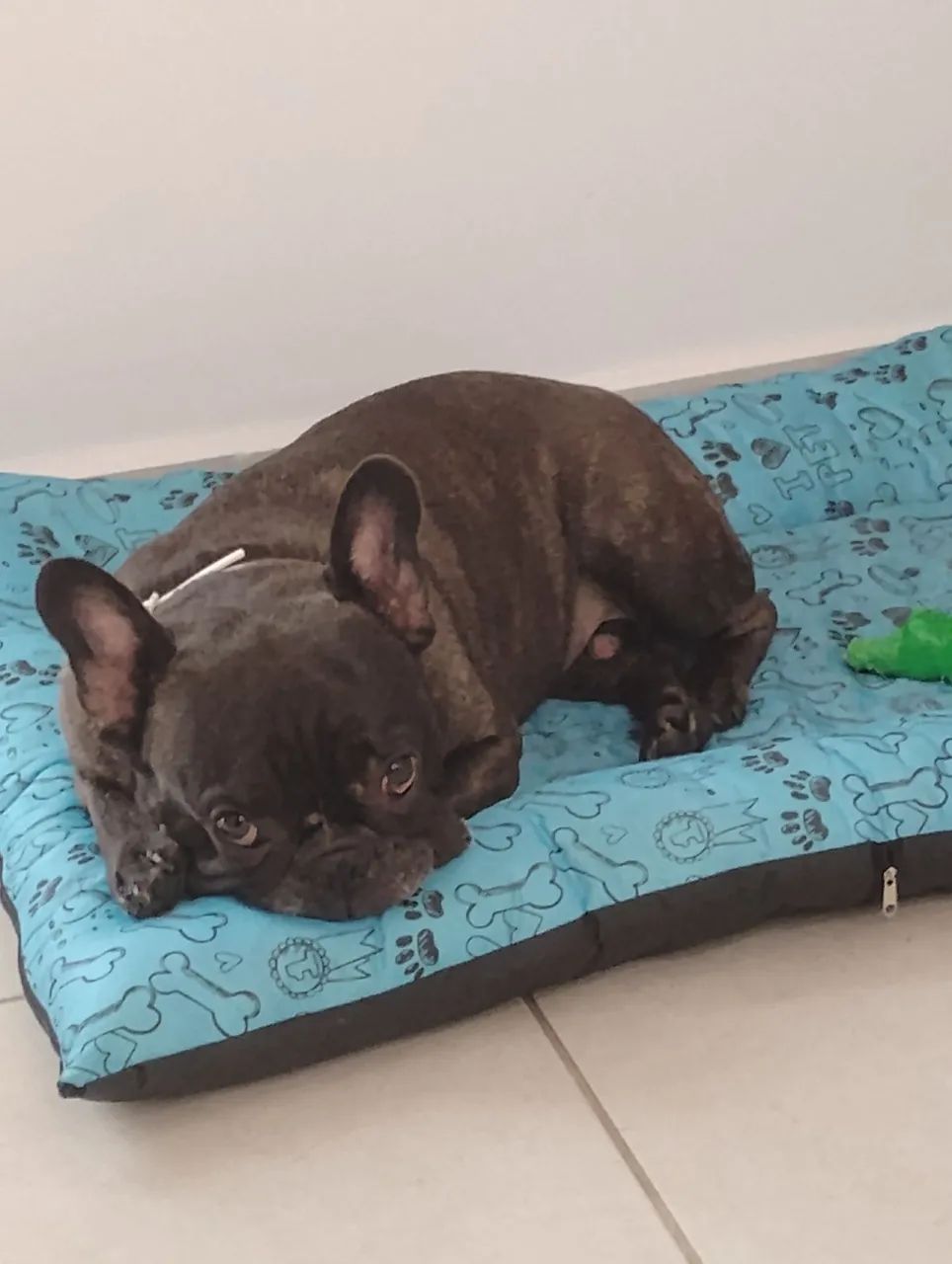 Hospedagem / Pet Sitter / Passeio para Pets (Cachorros/Cães) - Foto 4