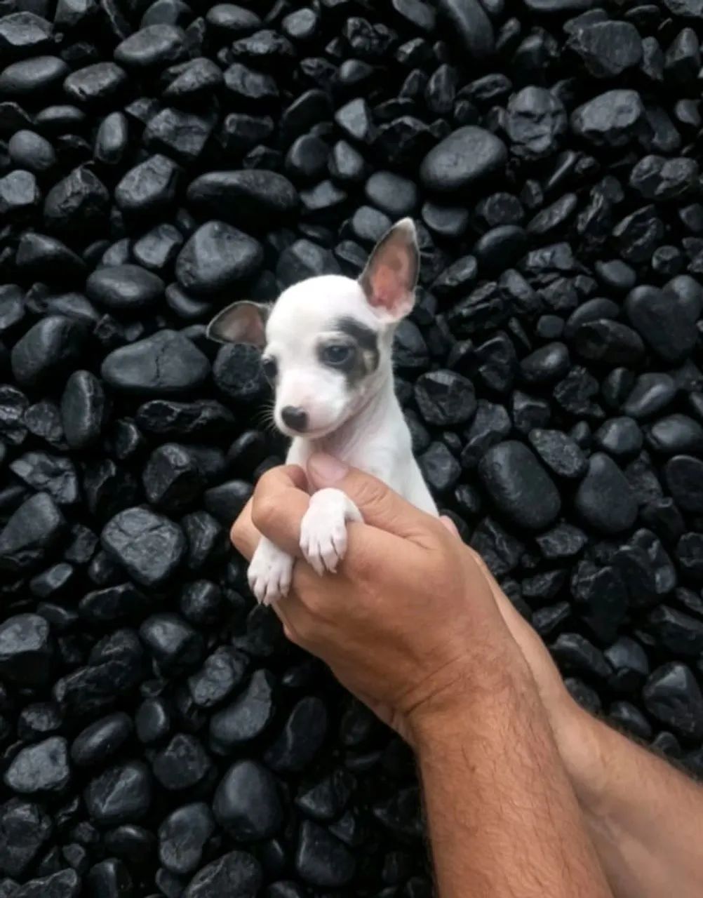 Pinscher 