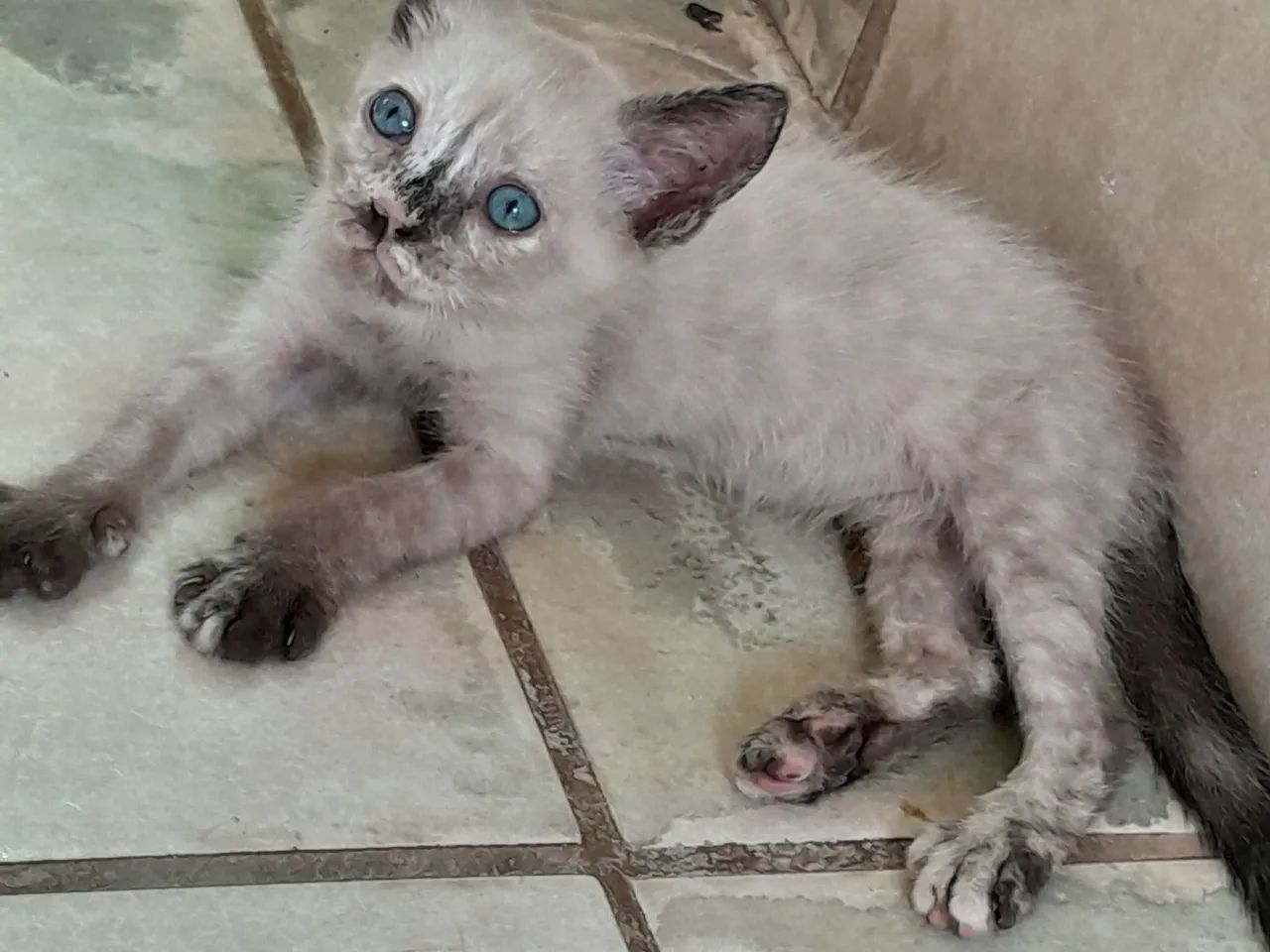 Doação Gatinhos - Foto 5