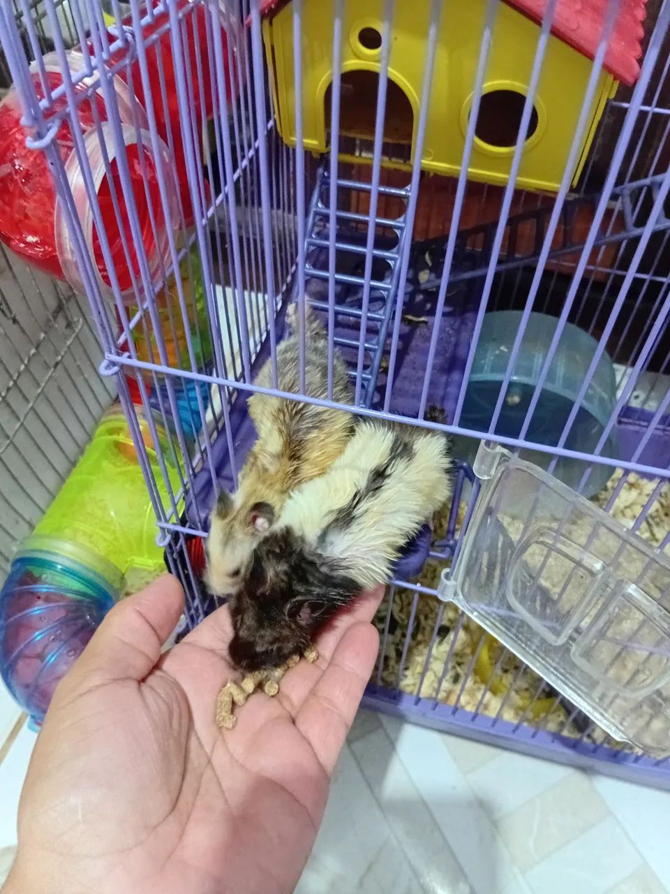 Hamster ?  - Foto 5