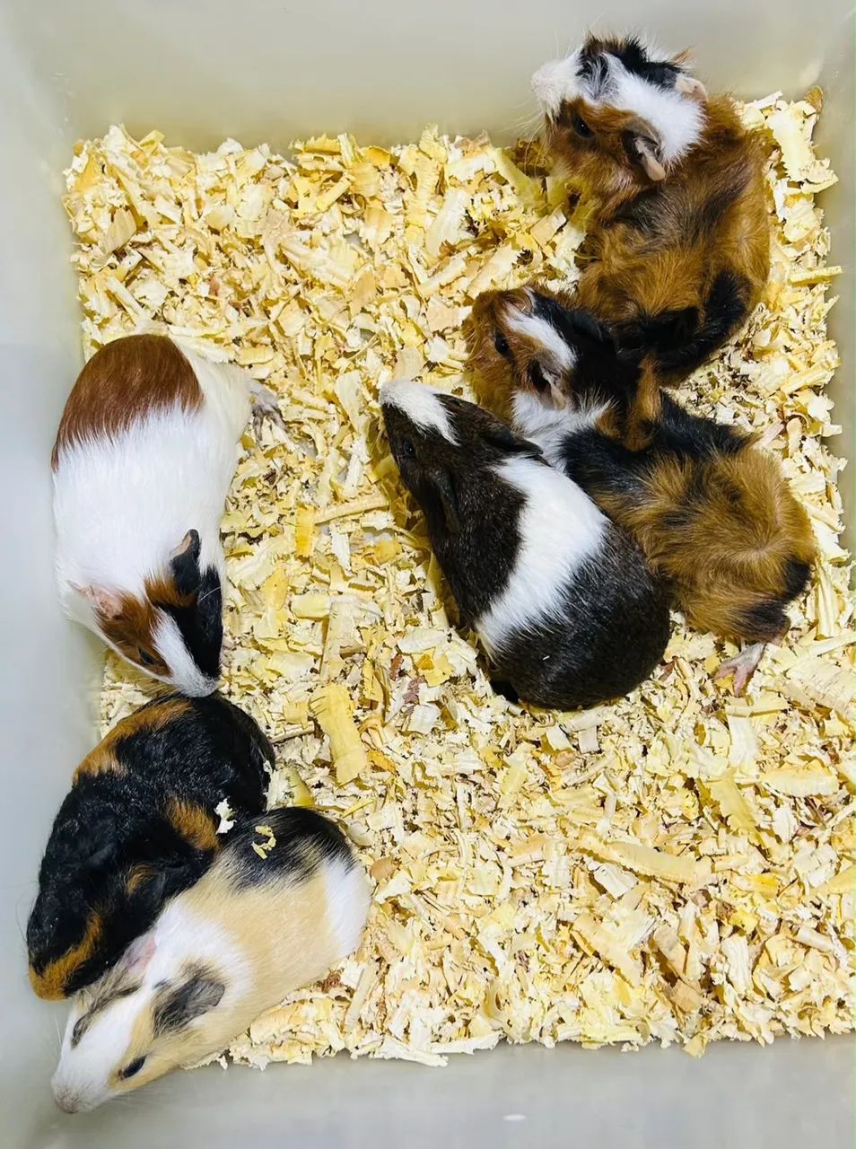 Filhotes de Porquinho da Índia 