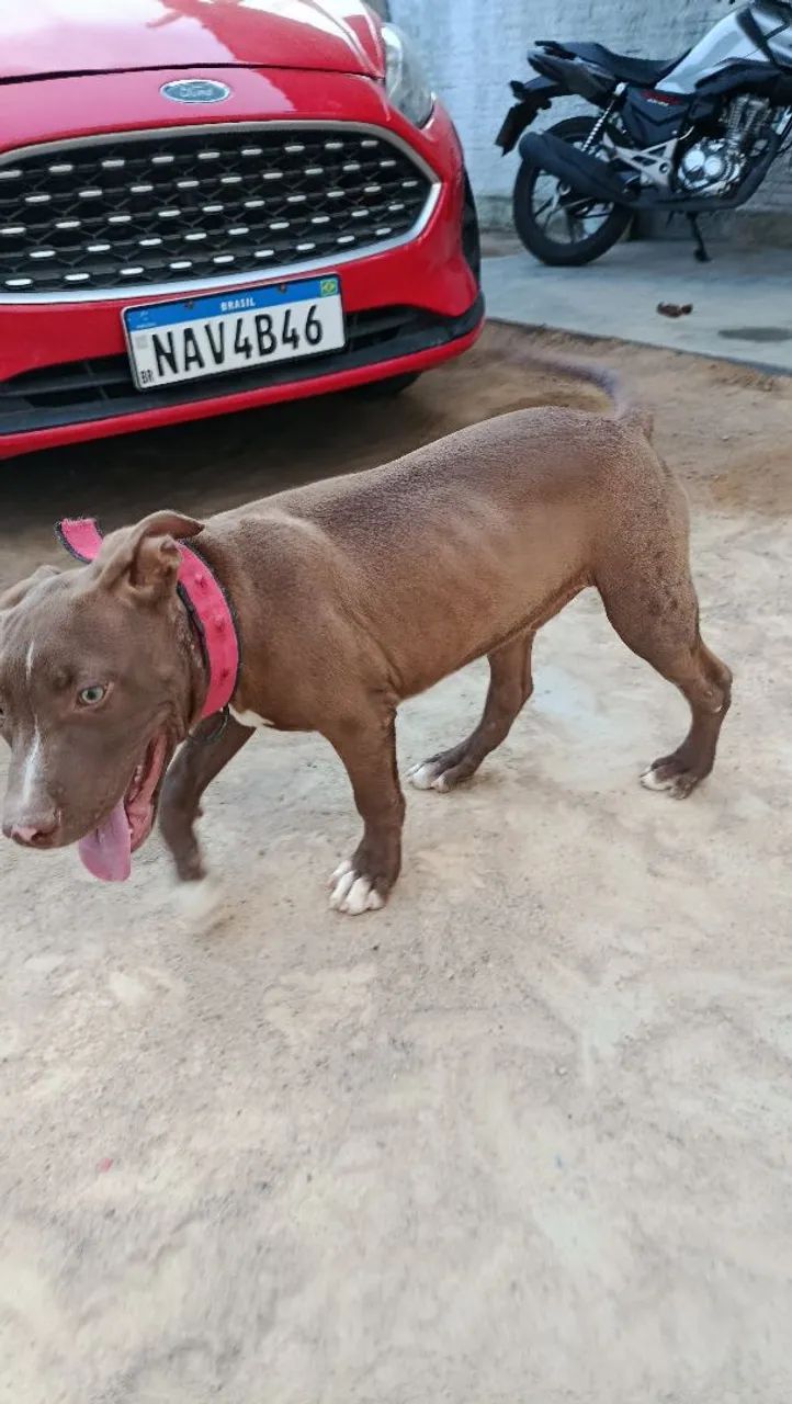 Filhote Pitbull  - Foto 3