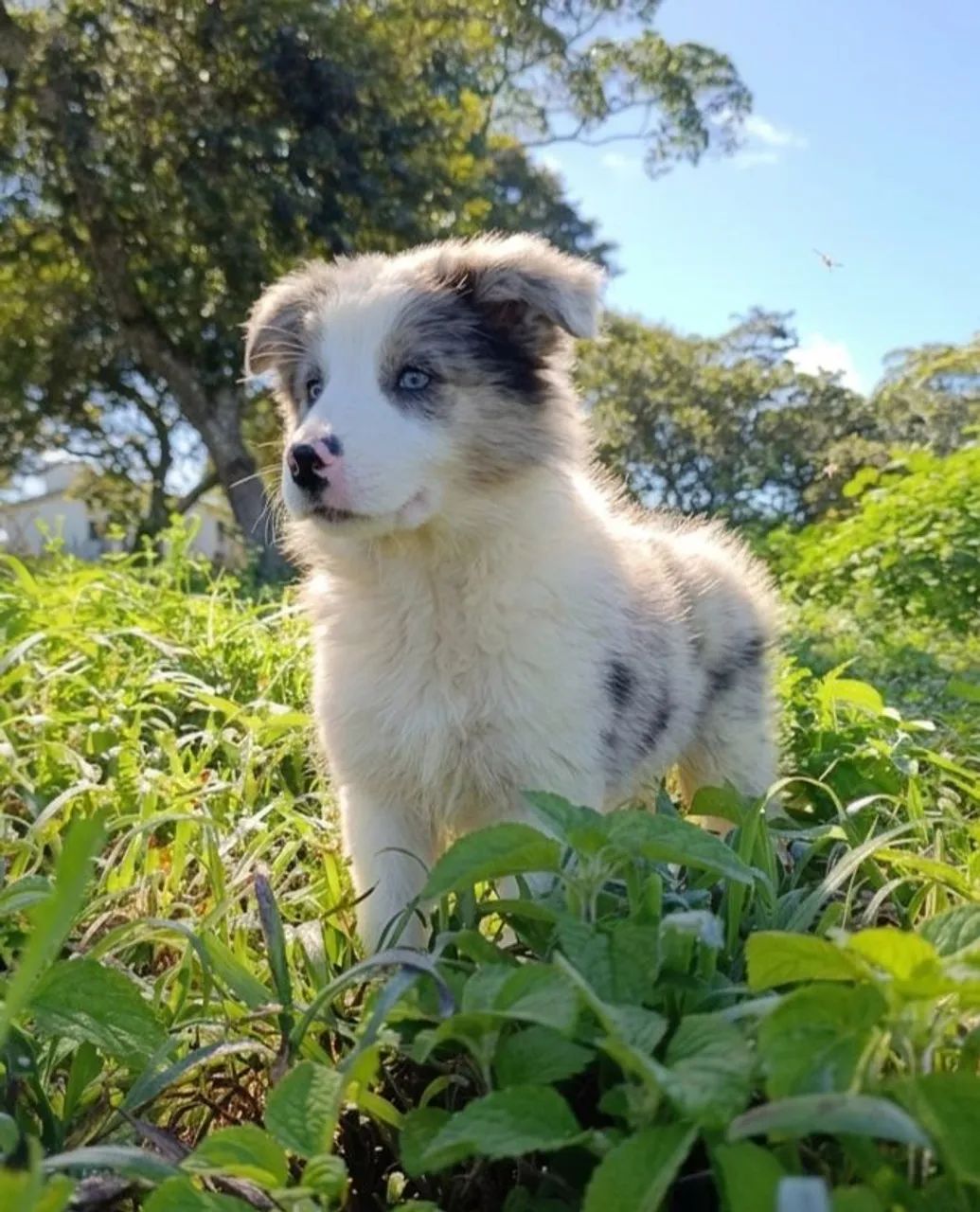 Border Collie 