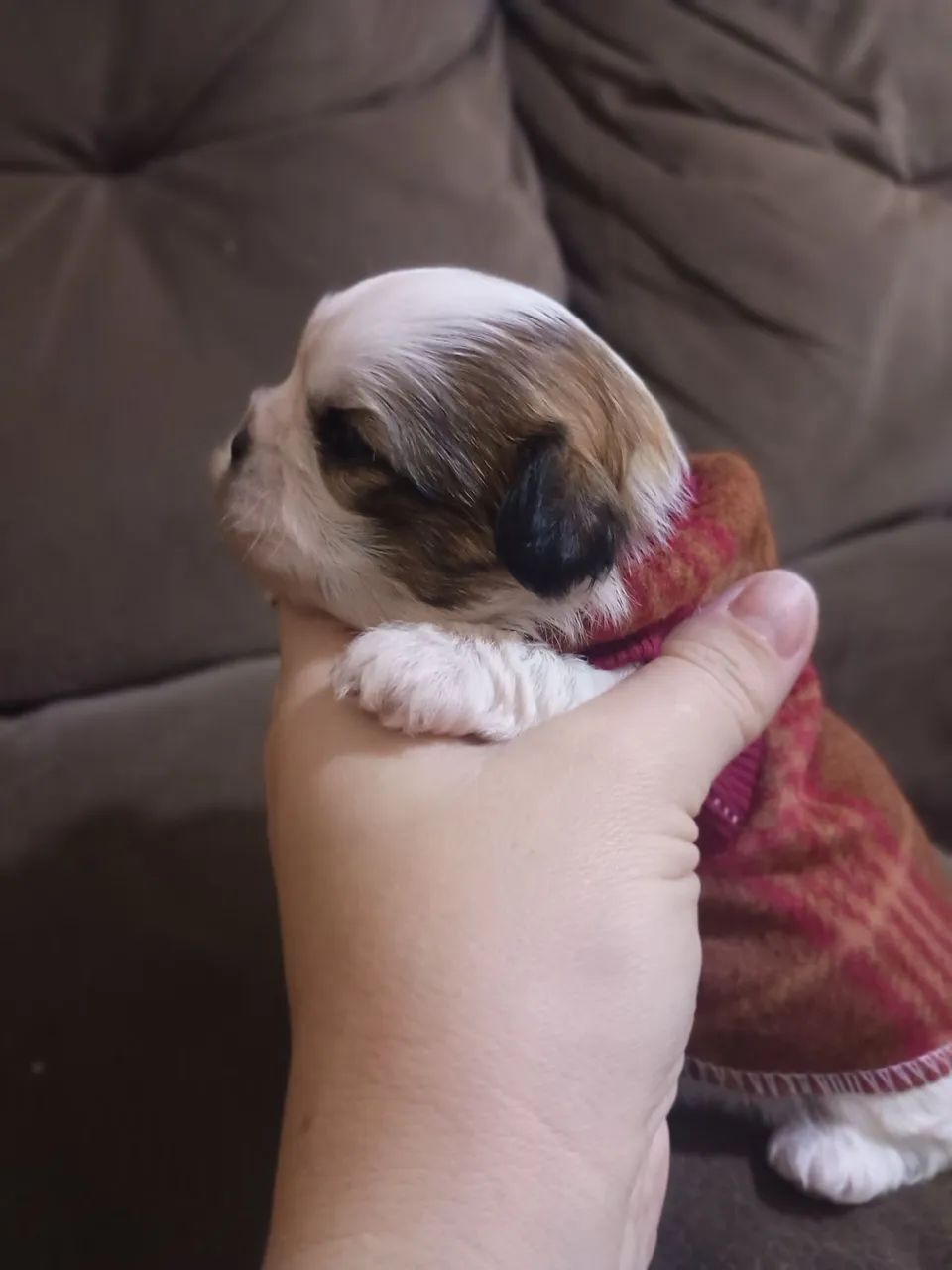 Shih Tzu macho - Foto 2