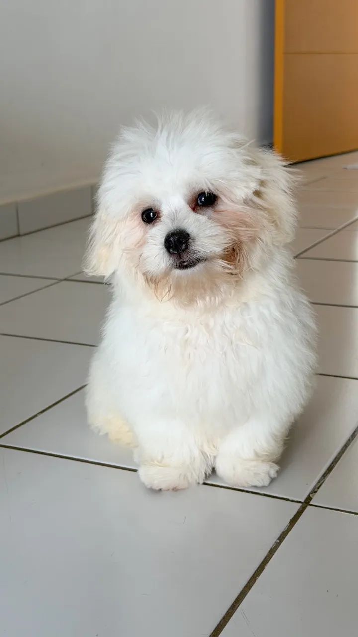 Cachorro Maltês - Foto 2