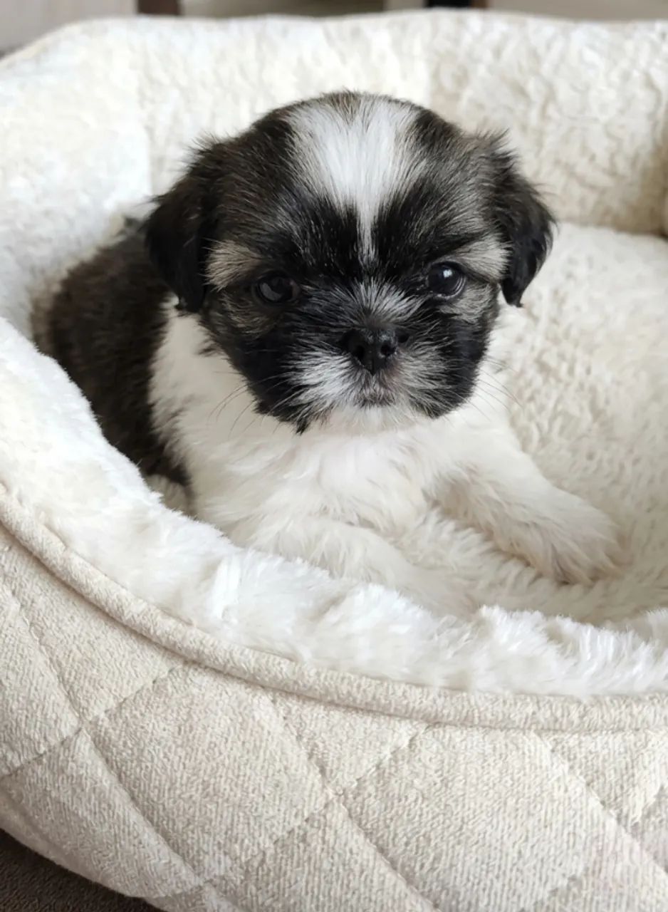 Filhotes de Shih-tzu disponíveis para venda - Cachorros - Praia de ...