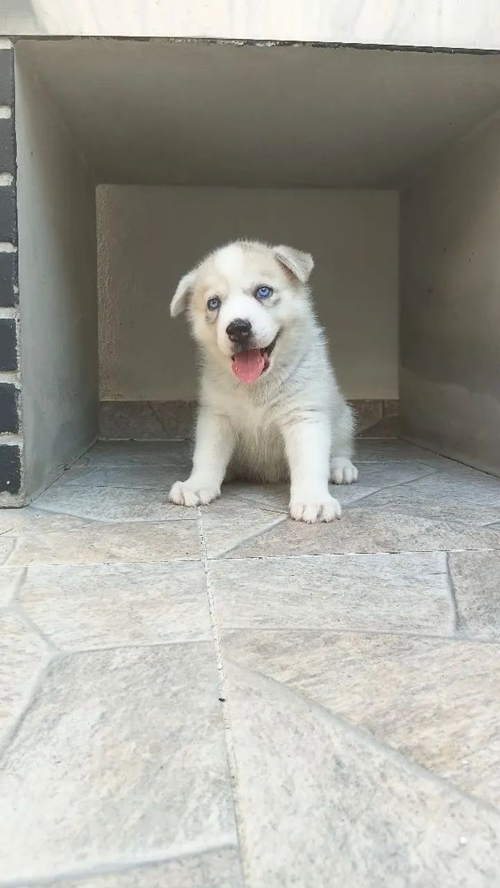 HUSKY SIBERIANO  - Foto 5