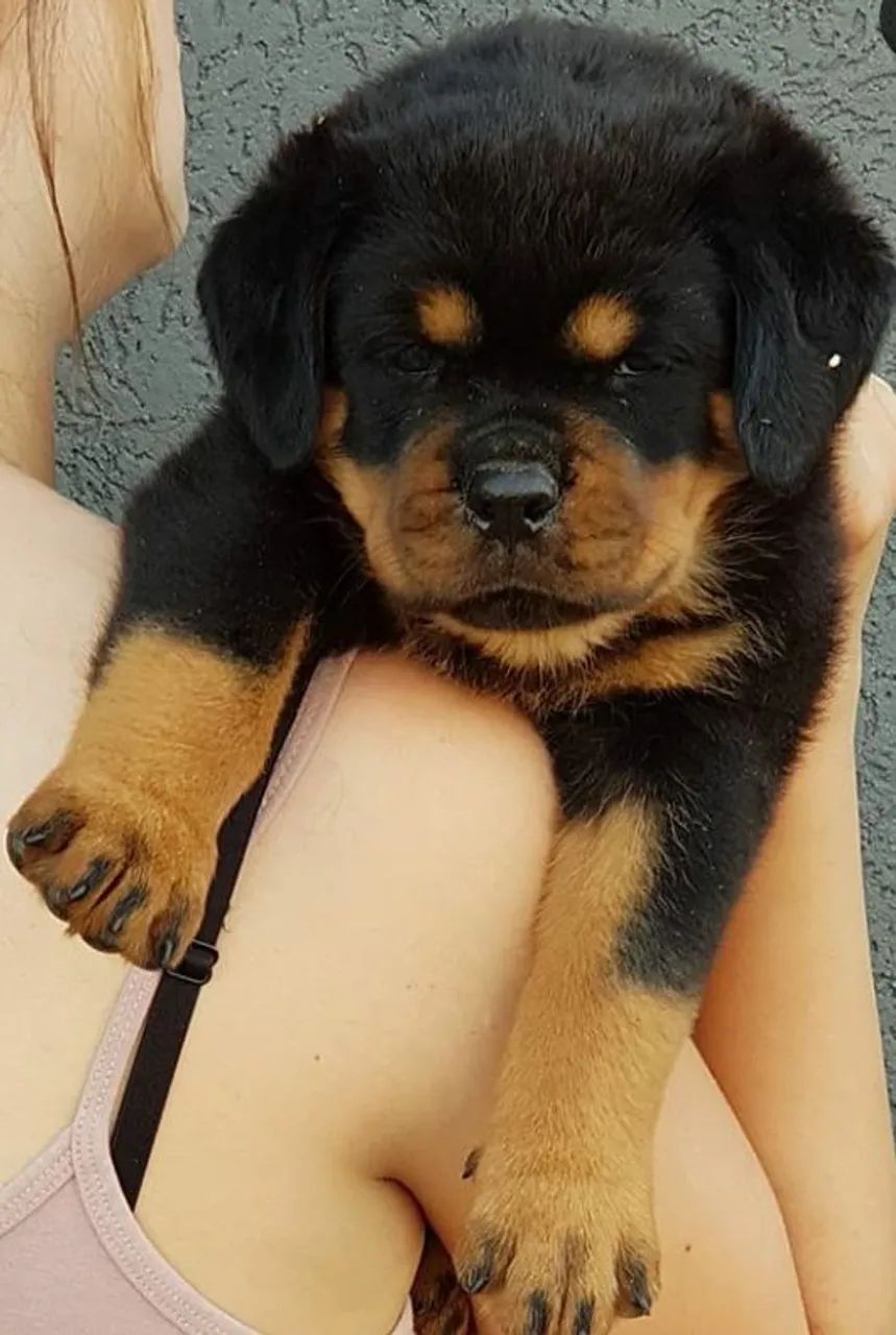 Rottweiler alemão big 