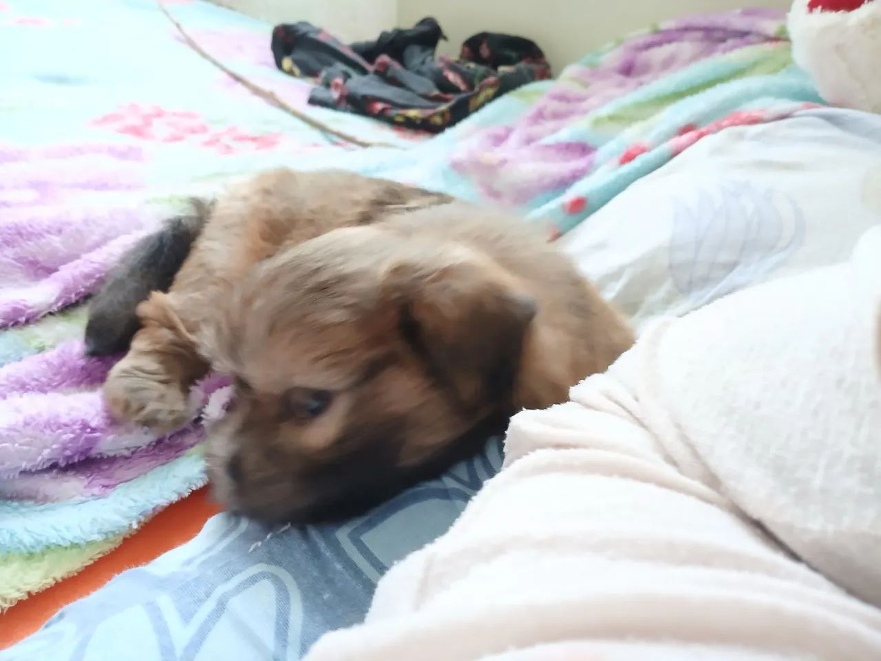 Lhasa apso macho - Foto 4