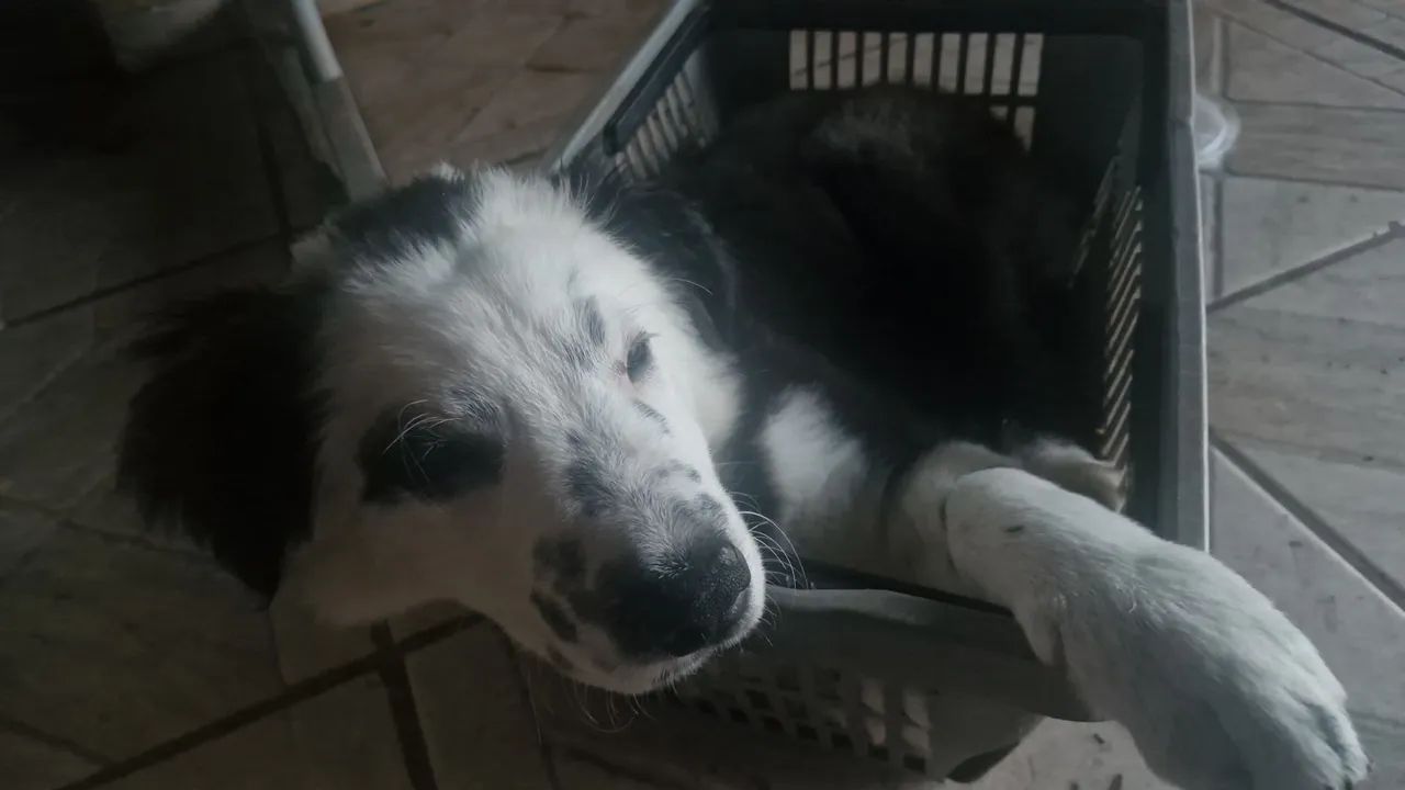 Border collie 5 meses