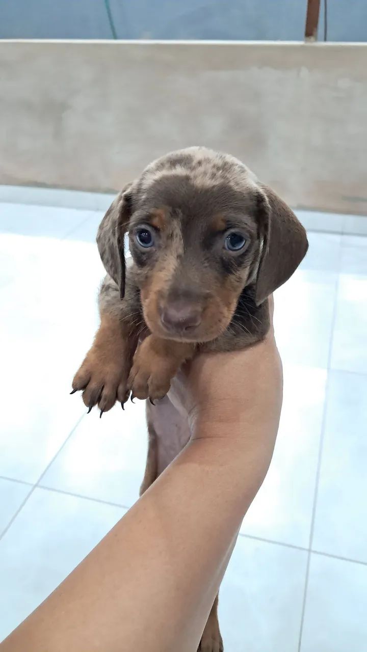 Dachshund salsicha mofado - Foto 2