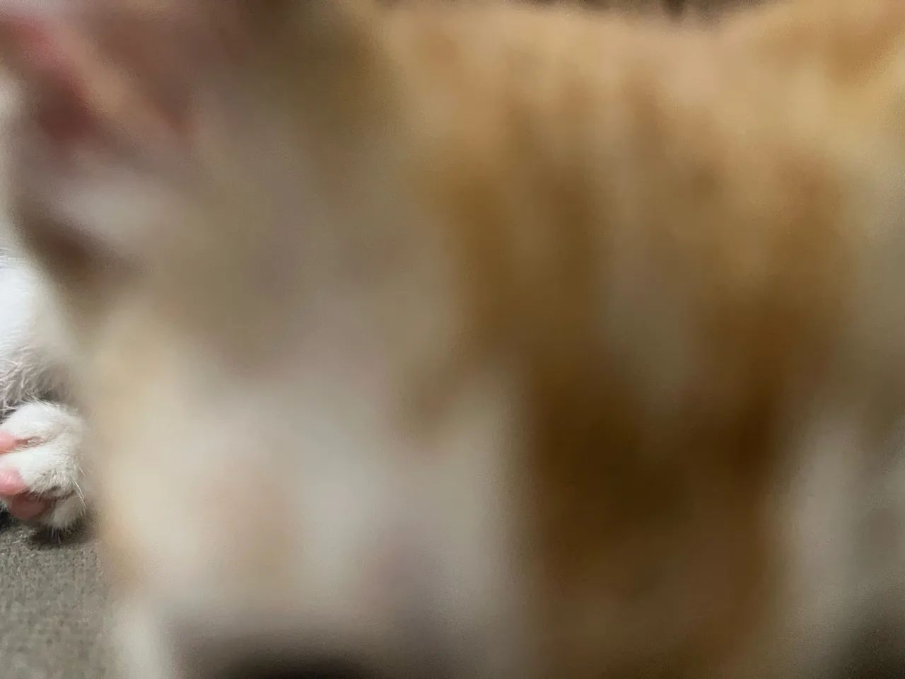 Animais - Foto 3