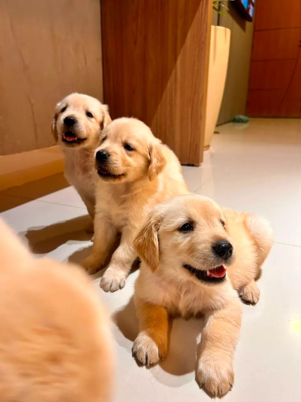 Golden Retriever  - Foto 3
