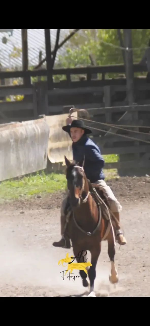 Cavalo Zaino - Foto 3
