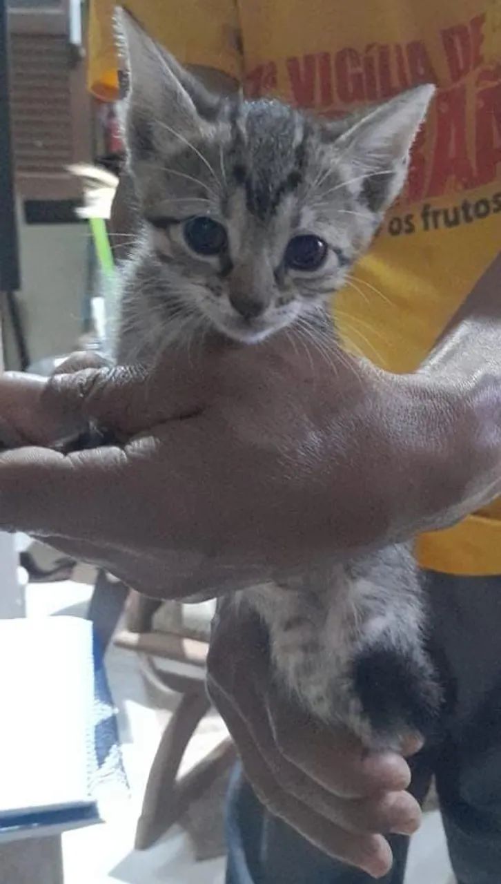 Adoção Responsável  - Foto 4