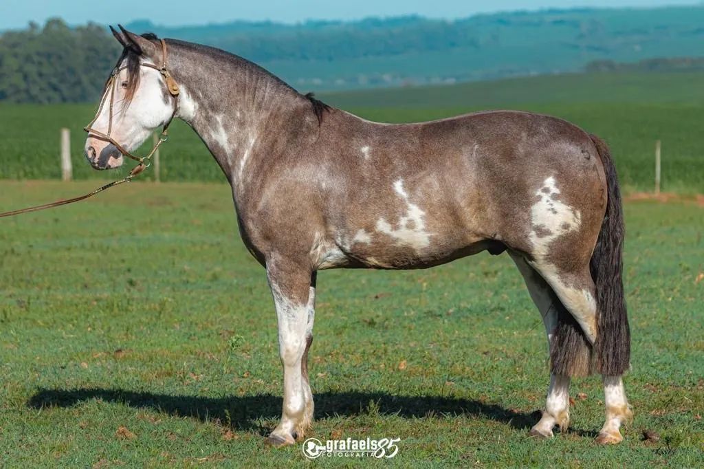 CAVALO CRIOULO - Foto 3
