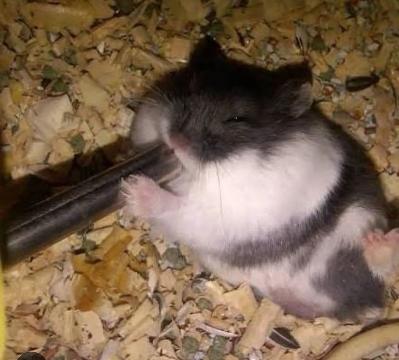 Hamster  - Foto 2