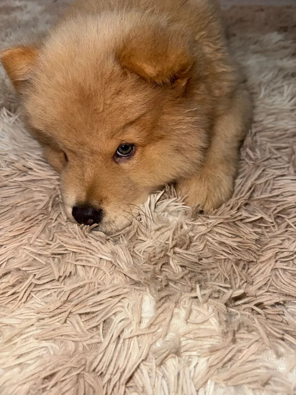 Chow chow macho  - Foto 4