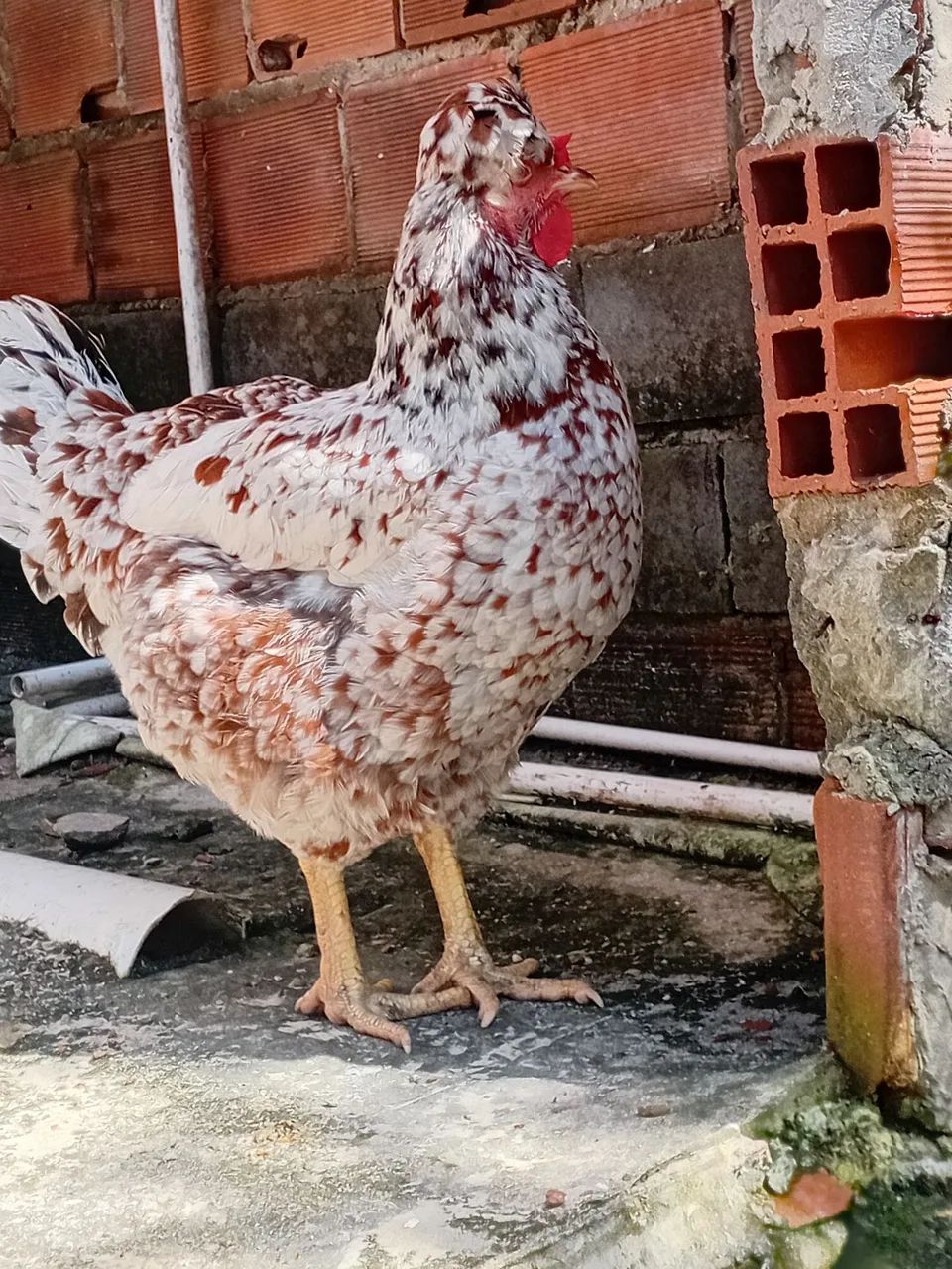 OVOS E PINTINHO GSB  - Foto 4