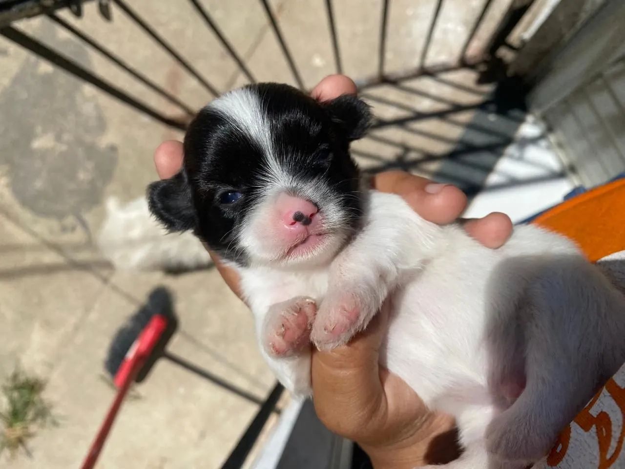 Machinho de lhasa