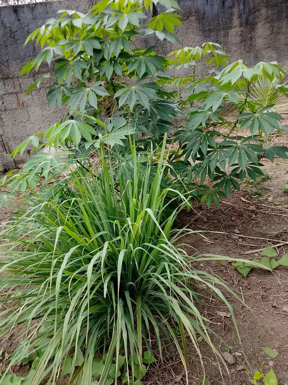 Vendas de adubo de gado - Foto 2