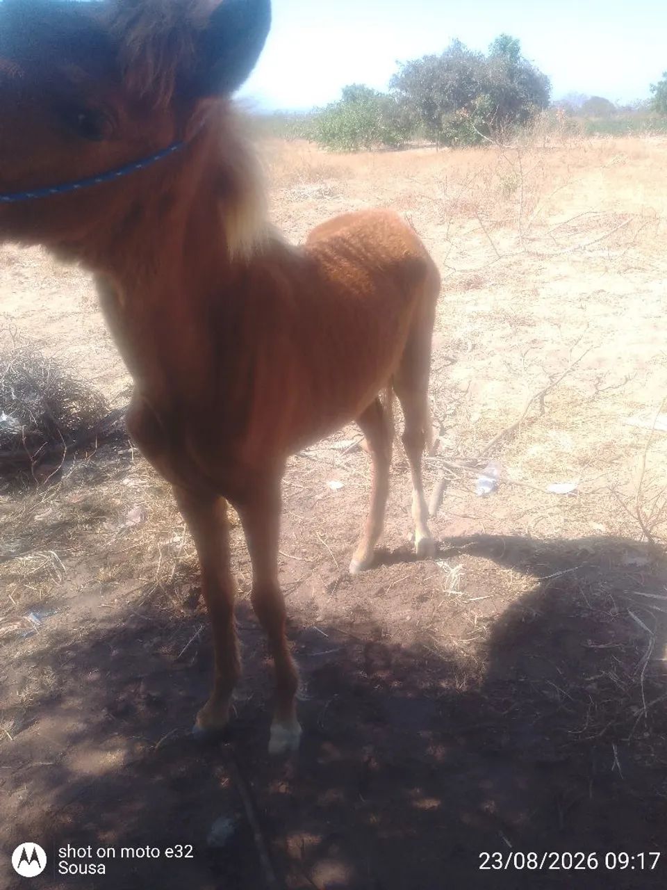 Pouda a venda  - Foto 2