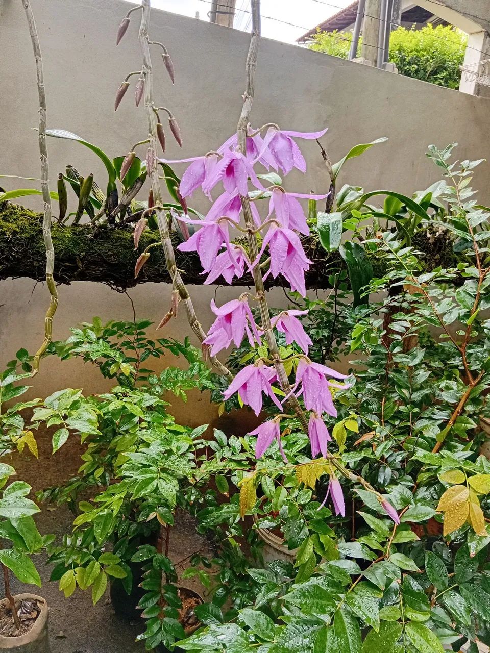 Orquidea dendrobium anosmun