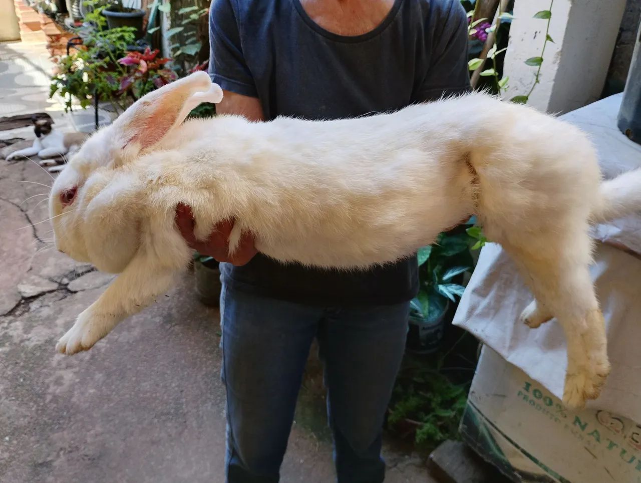 Filhotes de coelho crioulo gigante  - Foto 3