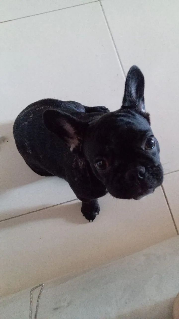 Buldogues 