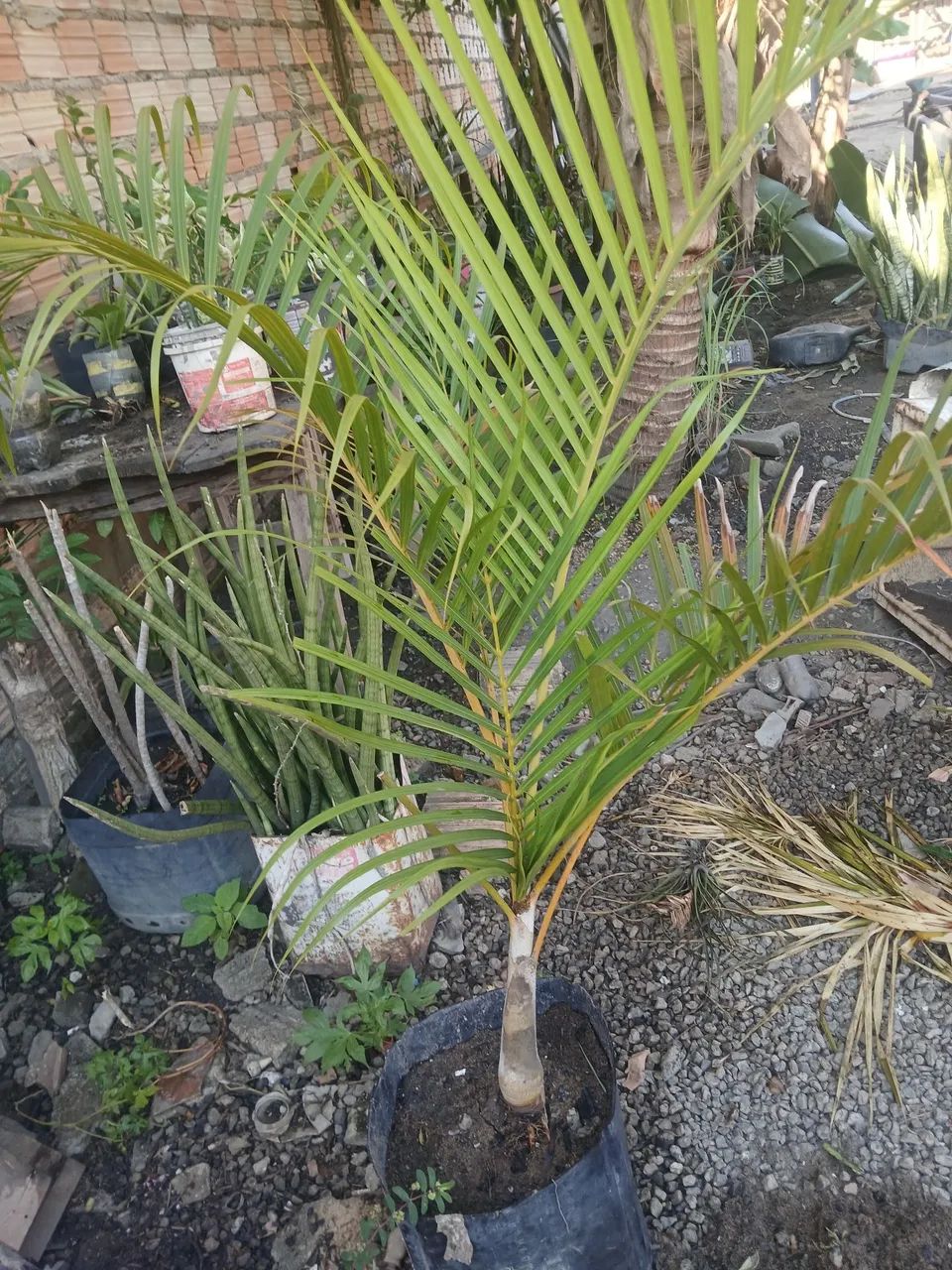 Plantas - Foto 3