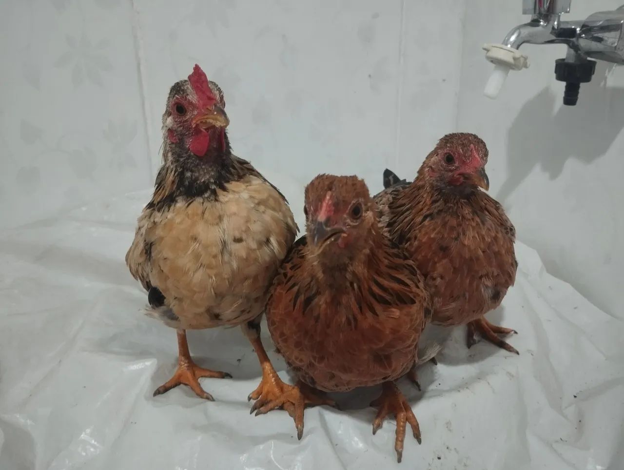 Trio galinhas com entrega  - Foto 3
