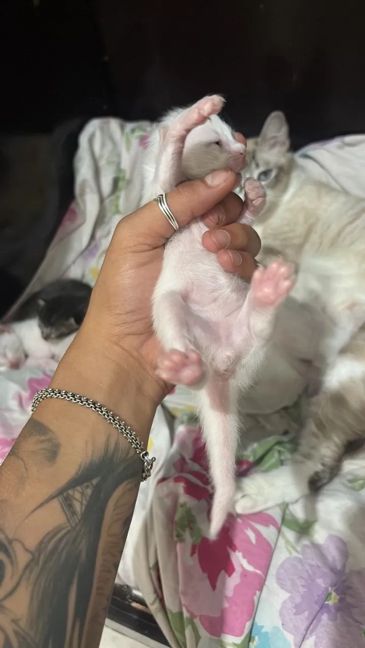 Gatos pra doação  - Foto 3