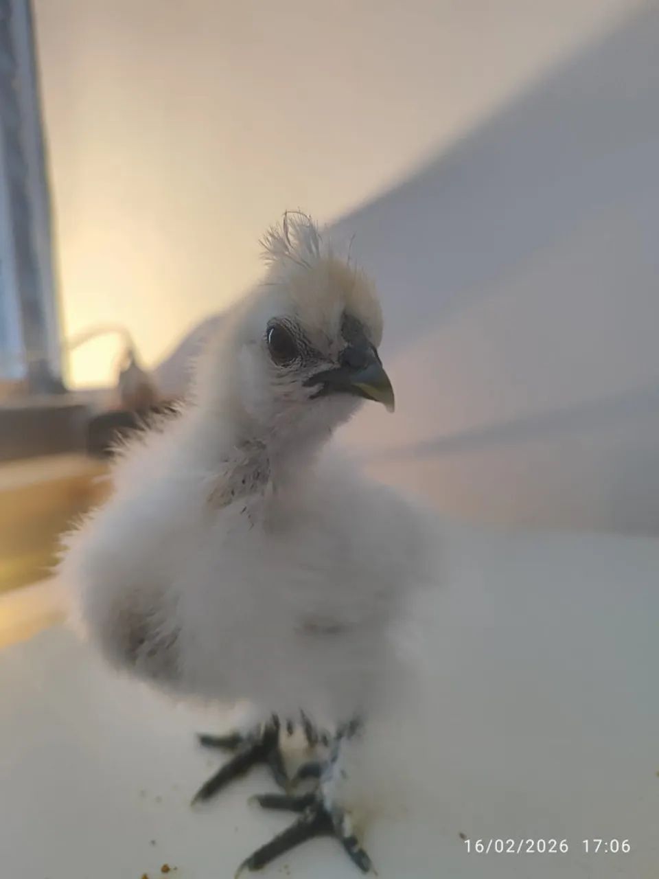 PINTINHOS SEDOSA DO JAPÃO - 3 SEMANAS