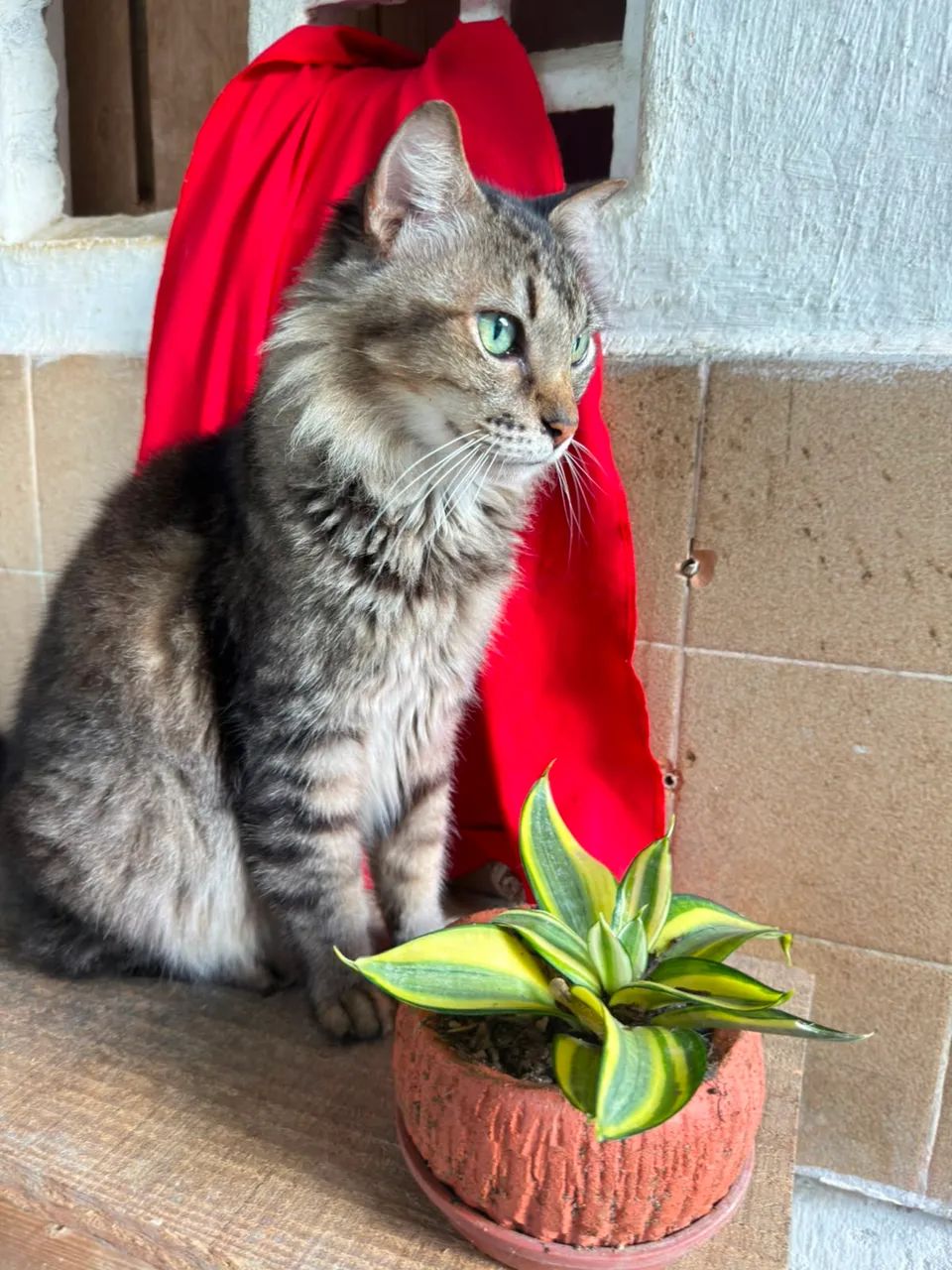 Gato Castrado Macho - Foto 4