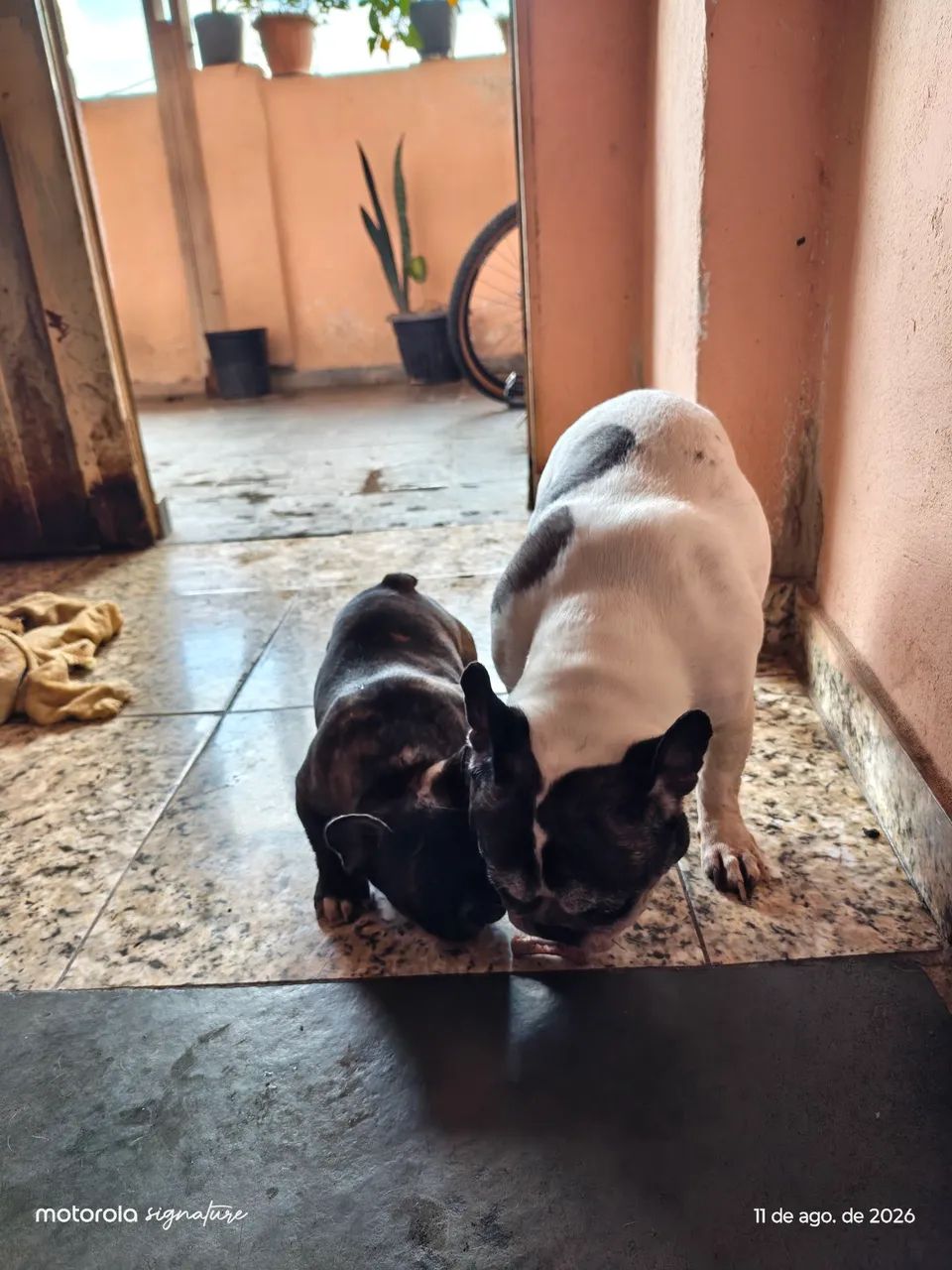Fêmea de buldogue  - Foto 4