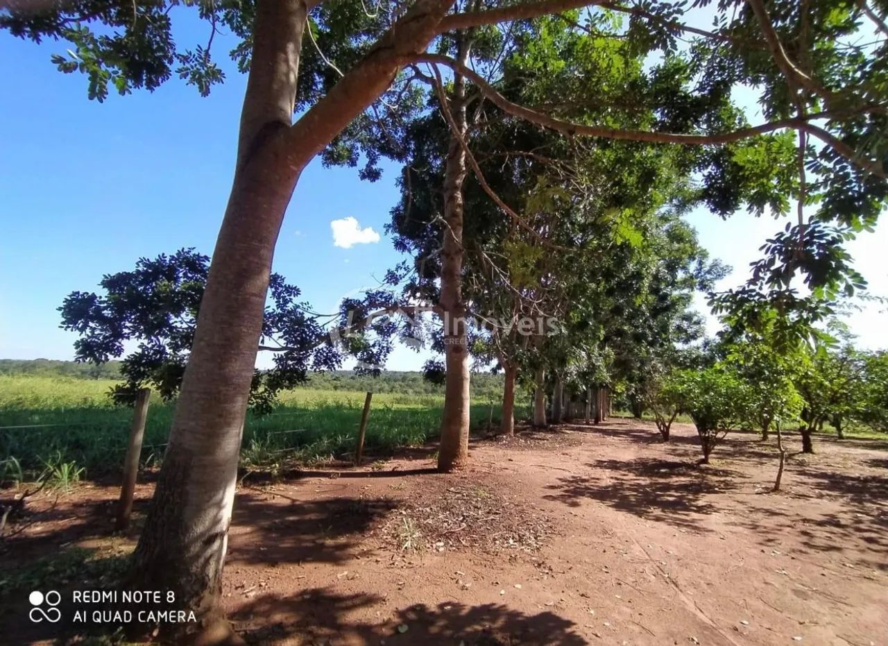 Excelente Chácara, 15.5 Ha, formada, - Foto 2