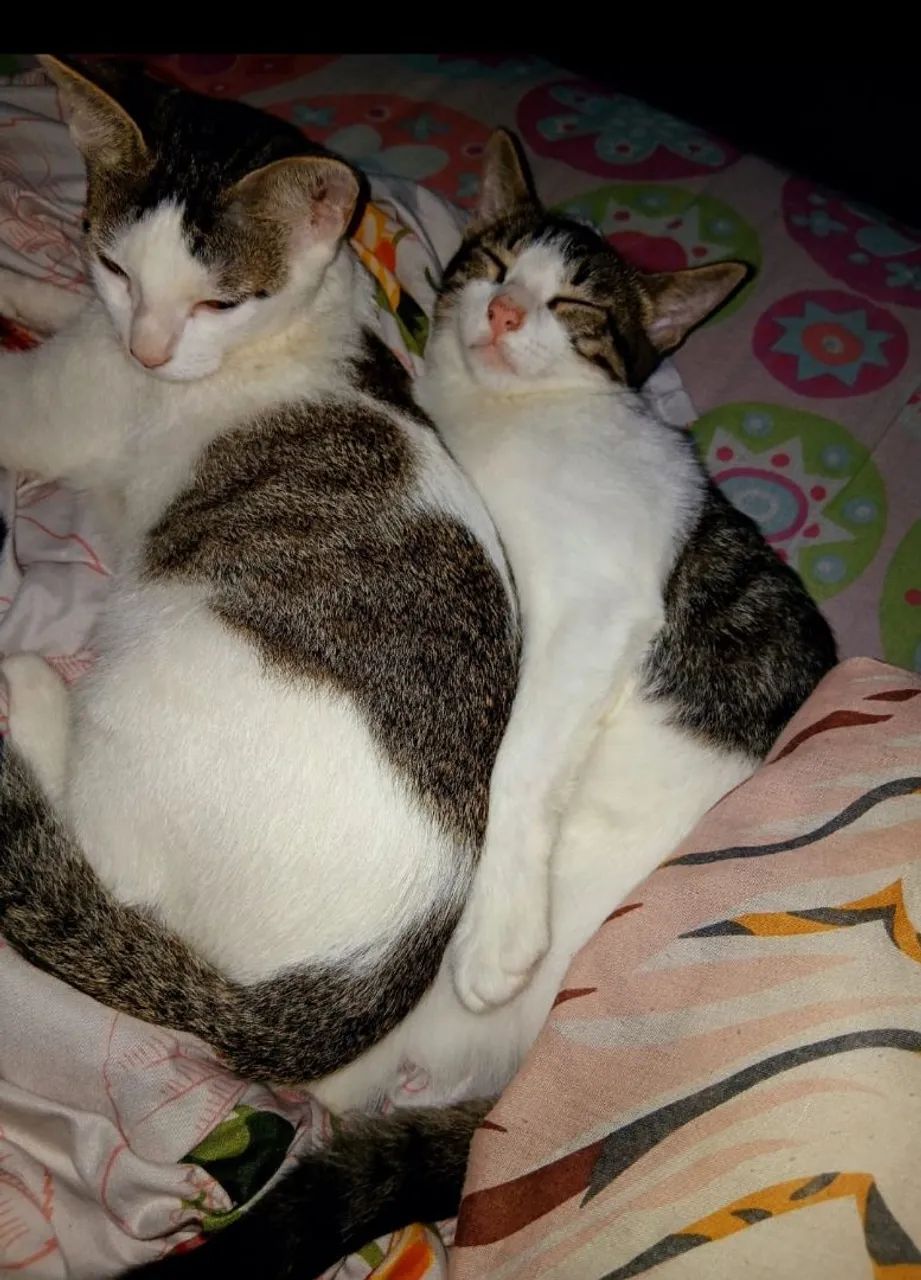 Doação de gatas - Foto 3