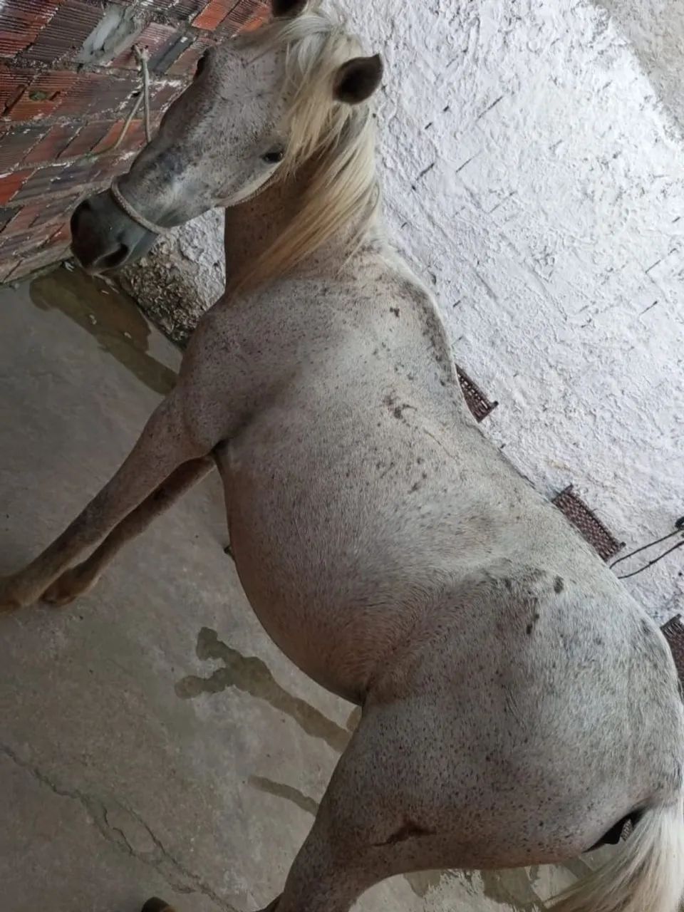 Égua 