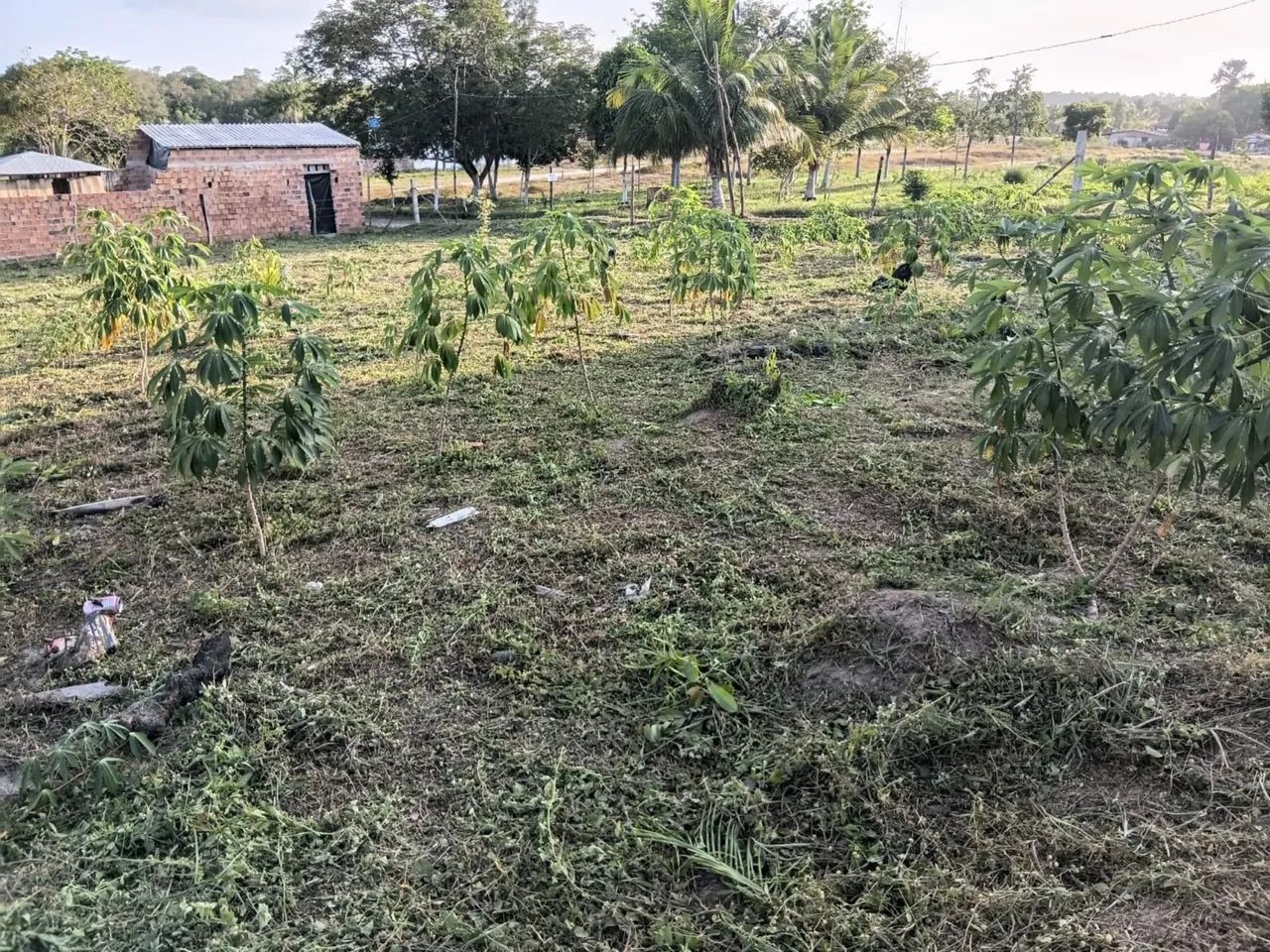 Terreno em Carutapera - Foto 4