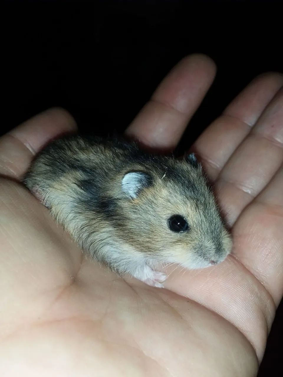 Kit Hamster Anão russo  - Foto 2