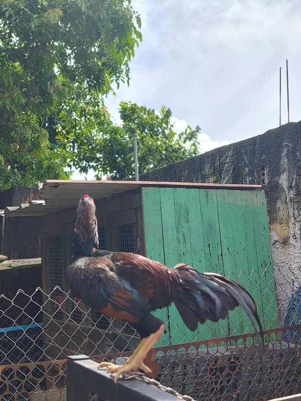 Frango Carioca  - Foto 4