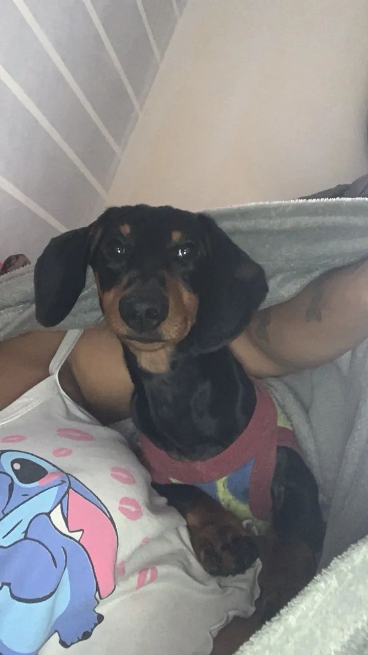 Cachorro salsicha  - Foto 2