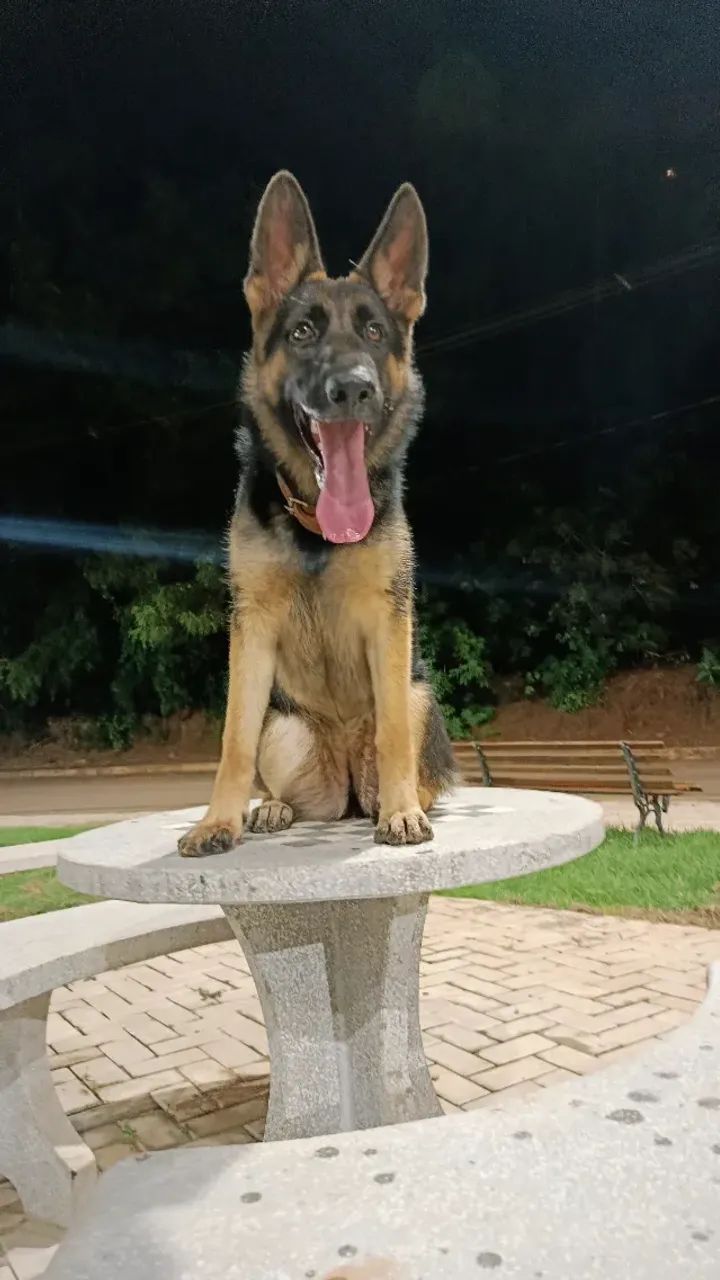 Pastor alemão  - Foto 2
