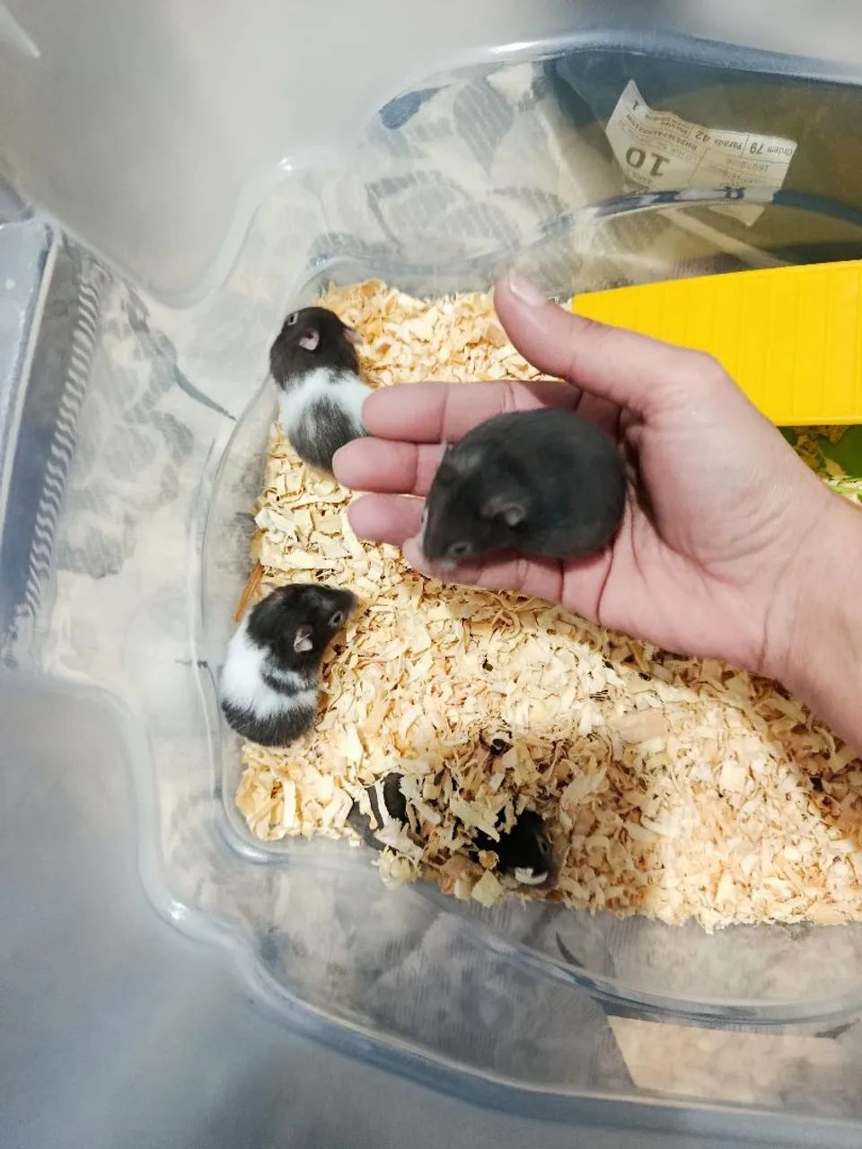 Hamster sirios - Foto 5