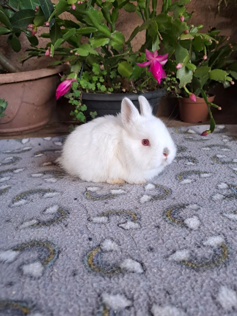 Mini coelhos disponíveis valor promocional  - Foto 4