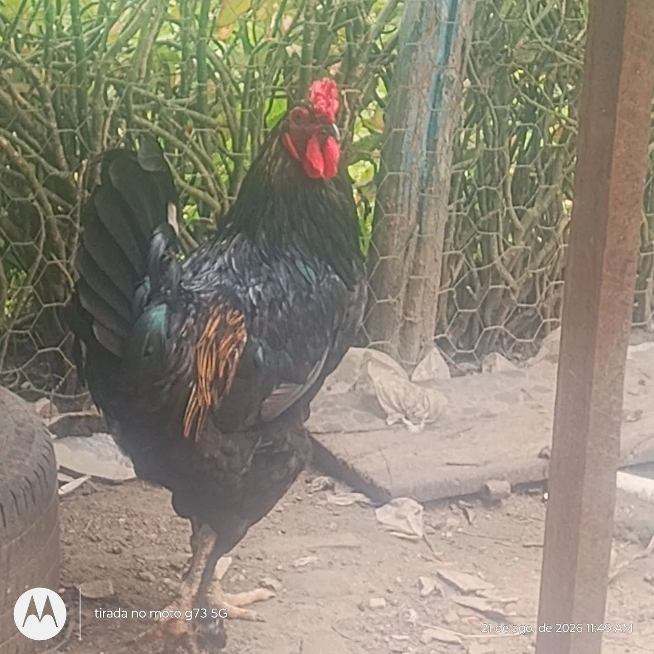 Galinhas brama - Foto 4