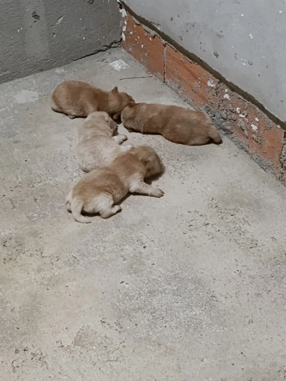 Vende-se  chow chow  - Foto 3